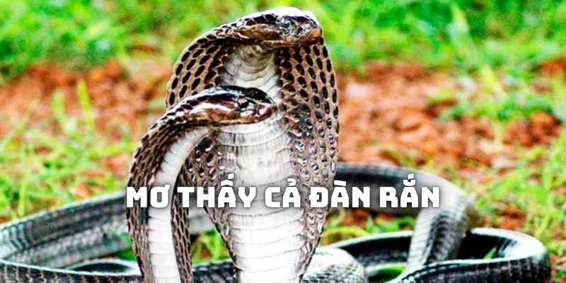 Nằm mơ thấy rắn cả đàn mang hàm ý tốt